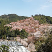 【第256回】吉野山の桜